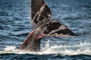 这些鲸鱼全世界只有不到400头,专家称若无保护措施,该物种将从地球上灭绝