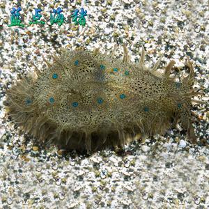 食藻海猪活体特价 海水鱼缸吃低等藻红泥食藻海缸海兔快递包活