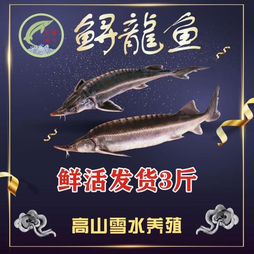 鲟龙鱼鲟鱼活体食用鱼海鲜新鲜鲜活淡水鱼冷水鱼发货3斤包邮